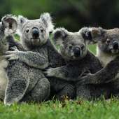 Koala quebra-cabeças