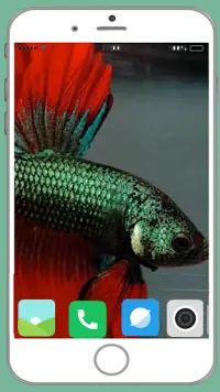 Fish Full HD Wallpaper Screen Shot 15