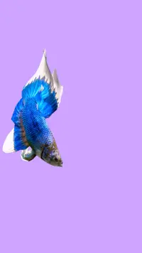 Betta Fish 3D Lite Screen Shot 3