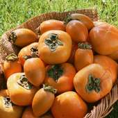 Persimmon Jigsaw Puzzles