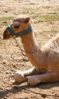 Camel quebra-cabeças Screen Shot 1