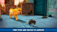Home Cat City Survival - Lost Kitten Adventure Screen Shot 3