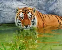 Best Tigers Jigsaw Puzzles Screen Shot 3