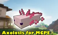 Axolotls Mod for Minecraft PE Screen Shot 0