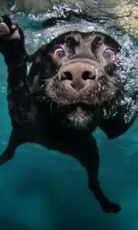 الكلاب بانوراما الألغاز مجانا Screen Shot 0