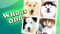 4 pictures 1 odd: dogs & pets, find the difference Screen Shot 1
