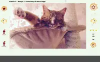 Cazzle - Sleeping Cat Puzzles Screen Shot 12