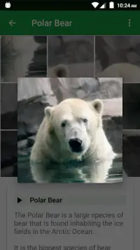Animaux Sauvages Puzzle Screen Shot 2