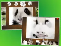 Baby animal puzzle Screen Shot 2