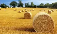 Farm Harvester Screen Shot 0