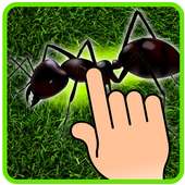 Ant Smasher - Kids Games