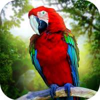 Jungle Parrot Simulator - try wild bird survival!