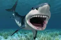 Ocean Overlord Shark Puzzle Screen Shot 0