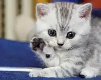 Teka-teki Jigsaw Cute Cat Photo Screen Shot 4