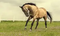 Horse Games Screen Shot 3