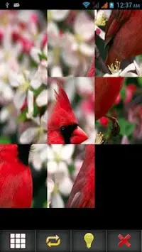 Birds Puzzle Screen Shot 3