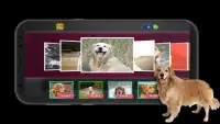 Golden Retriever Dogs Screen Shot 6