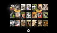 Kitty Cat Jigsaw Puzzles Screen Shot 2