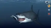 Talking Great White : My Pet Shark - Free Screen Shot 1