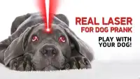 Реальный лазер собаки пранк Screen Shot 1