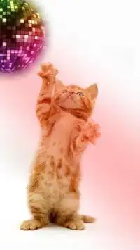 Funny cats Dancing and playing Screen Shot 13