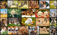 Dog Jigsaw Puzzles - Play Family Games ❤️🐶 Screen Shot 0