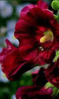 पौधा फूल पहेली खेल Screen Shot 1