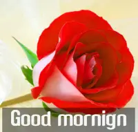 Good morning Flower Images Colorful Roses 4K Screen Shot 1
