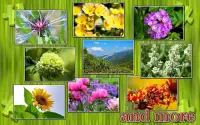 Flowers Jigsaw Puzzle Screen Shot 6