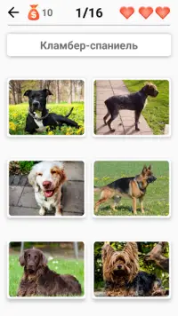 Породы собак – Фото-тест про всех собак мира Screen Shot 3