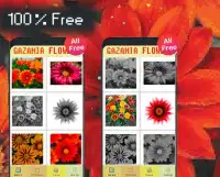 Gazania Flowers Color By Number-Pixel Art Screen Shot 3