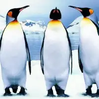 Penguins Jigsaw Puzzles Screen Shot 4
