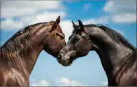 Horses Jigsaw Puzzles Collection Screen Shot 2