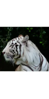 Tiger Memory Game Screen Shot 0