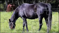 Black Horse Jigsaw Puzzles Game Screen Shot 0