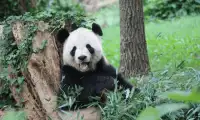Panda Puzzle Screen Shot 2