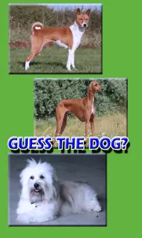 Dog Breeds Trivia Fun Animal Quiz Screen Shot 2