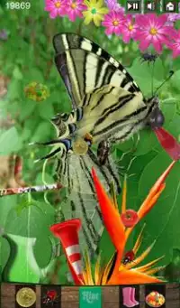Hidden Object - Butterfly Screen Shot 1