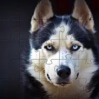 ハスキー犬ジグソーパズル無料ゲーム🧩🐕🧩🐾 Screen Shot 1