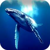 Blue Whale Simulator 2018