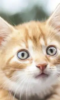 Забавный котенок Игра Пазл Screen Shot 0