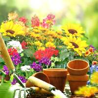 Сад Живые Обои 💚 Красивые Цветы Картинки