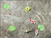 Feed the Koi fish Kids Game Screen Shot 3