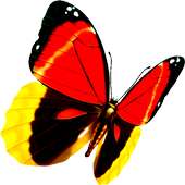 Butterfly Lianliankan（Free）