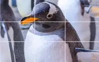 Tile Puzzle - Penguins Screen Shot 2