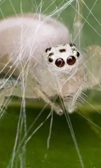 मकड़ी जंगली जानवरों आरा पहेलियाँ Screen Shot 1