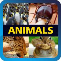 Guess Of Animals