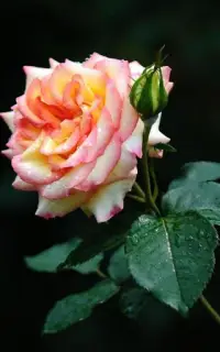 HD Rose Flowers Live Wallpaper Screen Shot 1