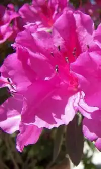 Azalea फूल पहेली खेल Screen Shot 1