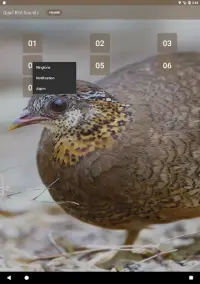 Burung puyuh Screen Shot 1